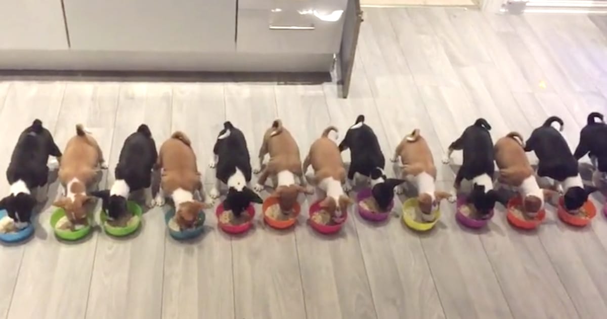 14 Puppies Eat Dinner Together In Unison