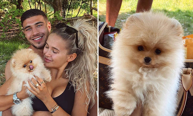 Tommy Fury And Molly-Mae’s Dog Has Died Six Days After They Brought Him Home