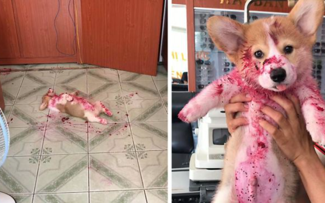 Corgi Scares His Owner to Death After Eating a Dragon Fruit And Sleeping in The Mess
