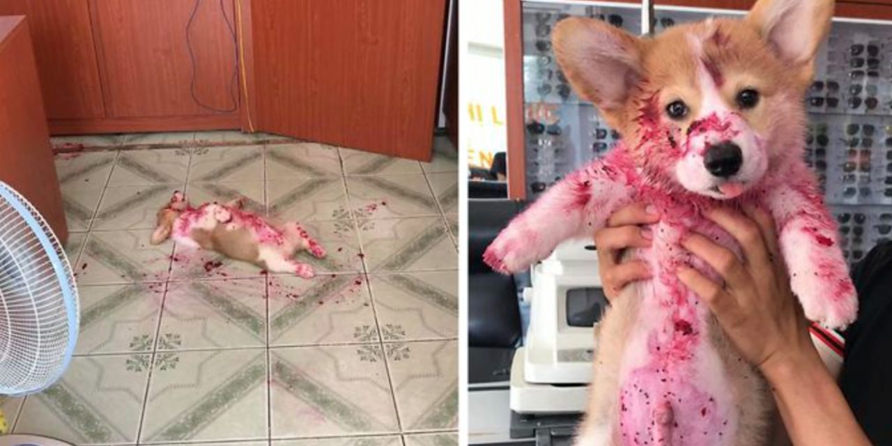 Corgi Scares His Owner to Death After Eating a Dragon Fruit And Sleeping in The Mess