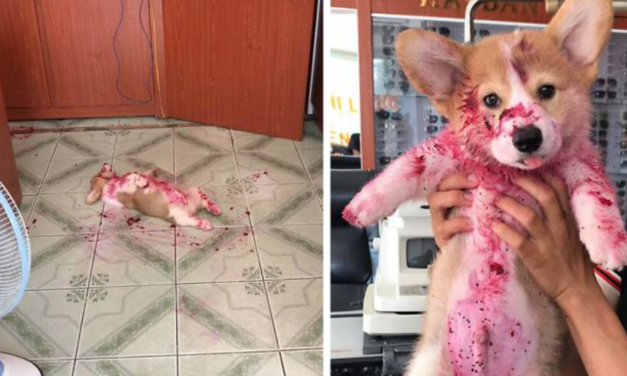 Corgi Scares His Owner to Death After Eating a Dragon Fruit And Sleeping in The Mess