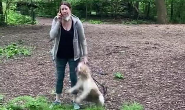 Women Who Falsely Accused Black Man In Central Park, Gets Her Dog Back