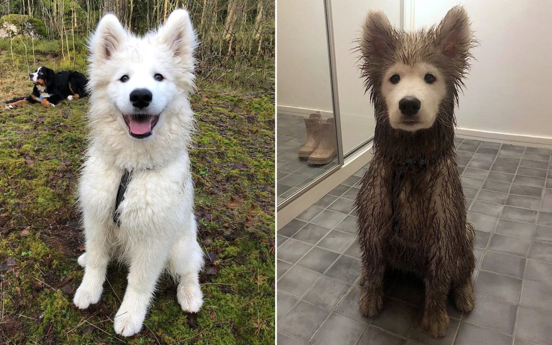Playtime Leaves Fluffy Puppy Completely Covered in Mud, Except For His Face