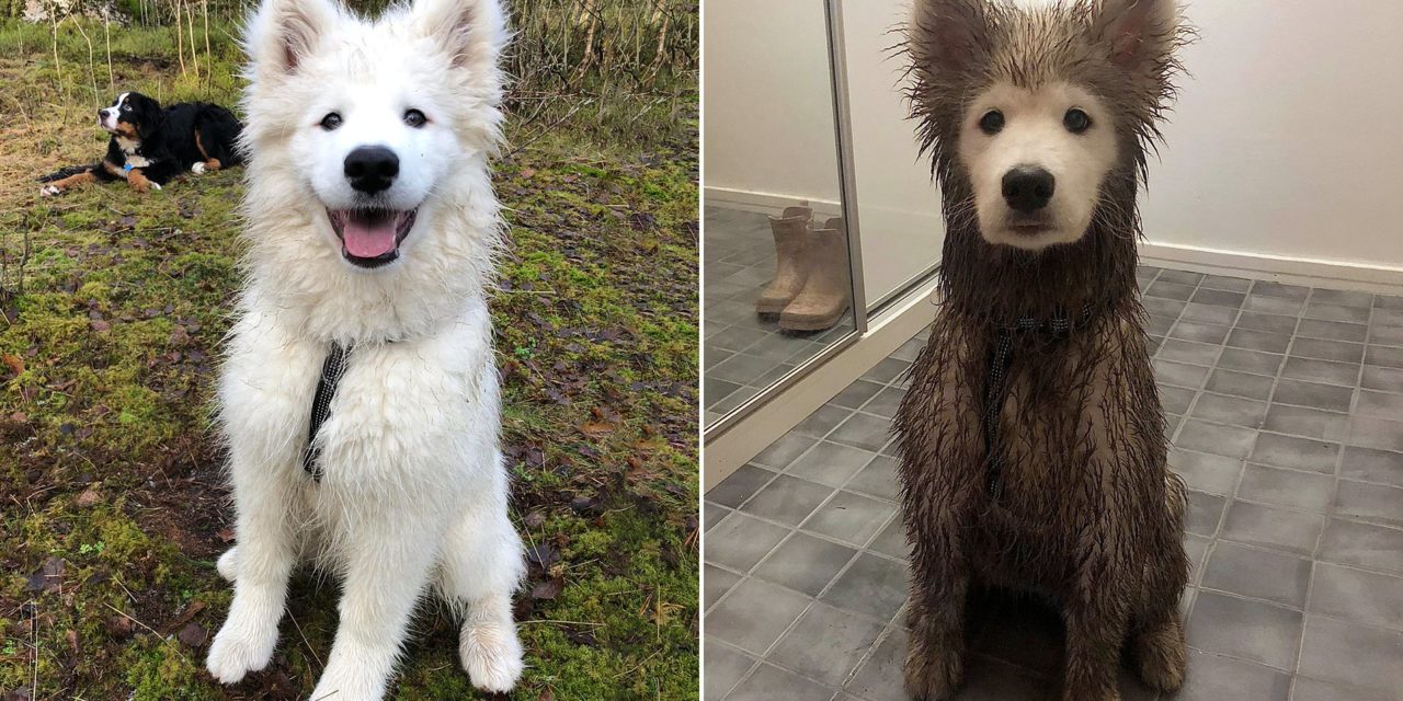 Playtime Leaves Fluffy Puppy Completely Covered in Mud, Except For His Face