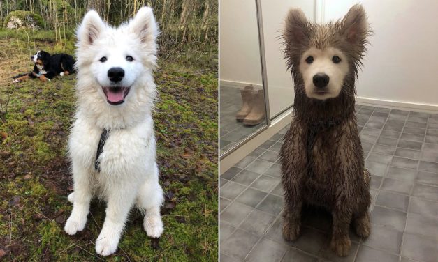 Playtime Leaves Fluffy Puppy Completely Covered in Mud, Except For His Face