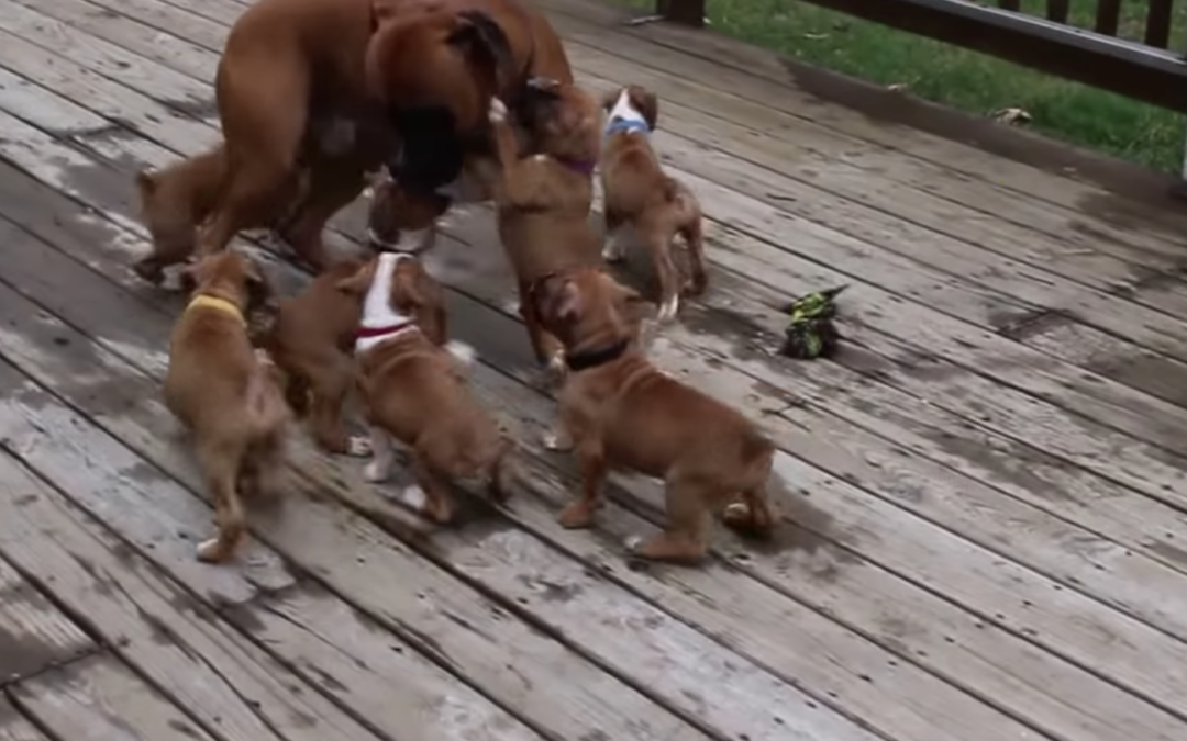 Boxer Dad Gets Lovingly ‘Attacked’ By His Puppies