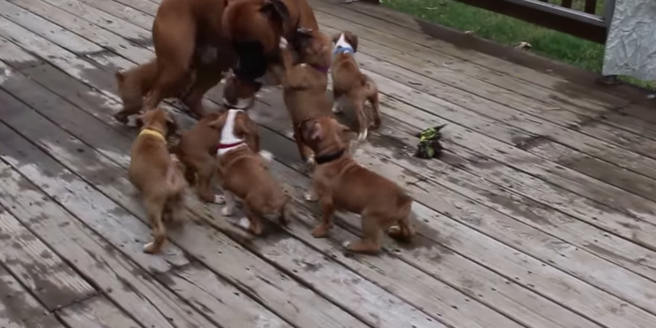 Boxer Dad Gets Lovingly ‘Attacked’ By His Puppies