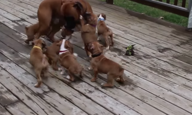 Boxer Dad Gets Lovingly ‘Attacked’ By His Puppies