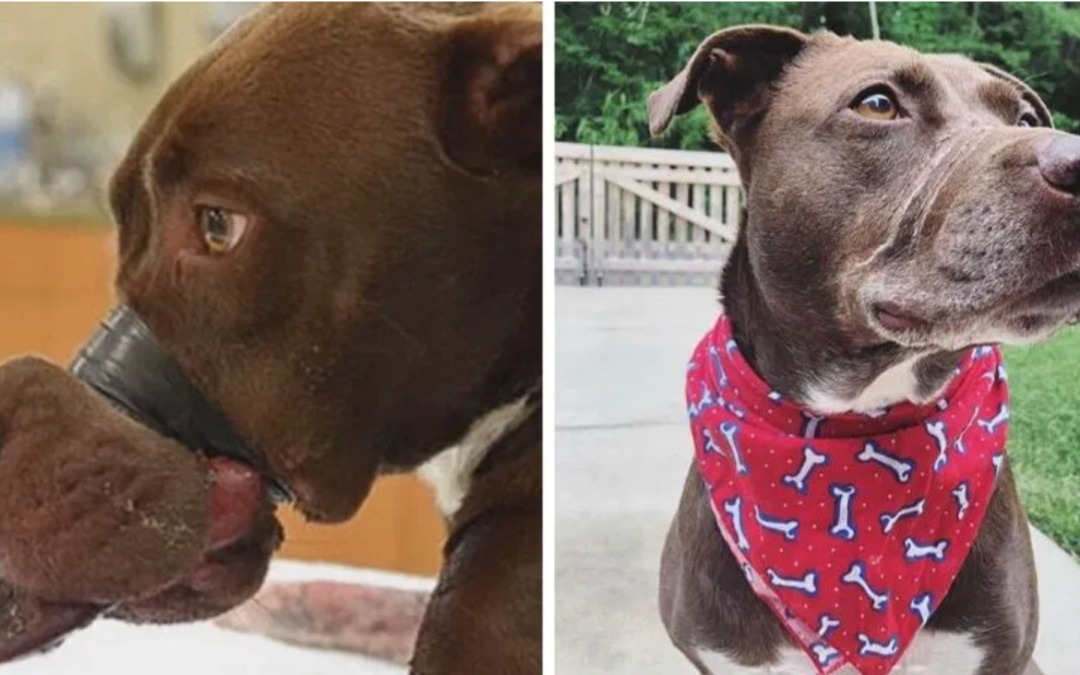 Caitlyn The Dog Rescued After Spending 5 Years With Her Mouth Tapped