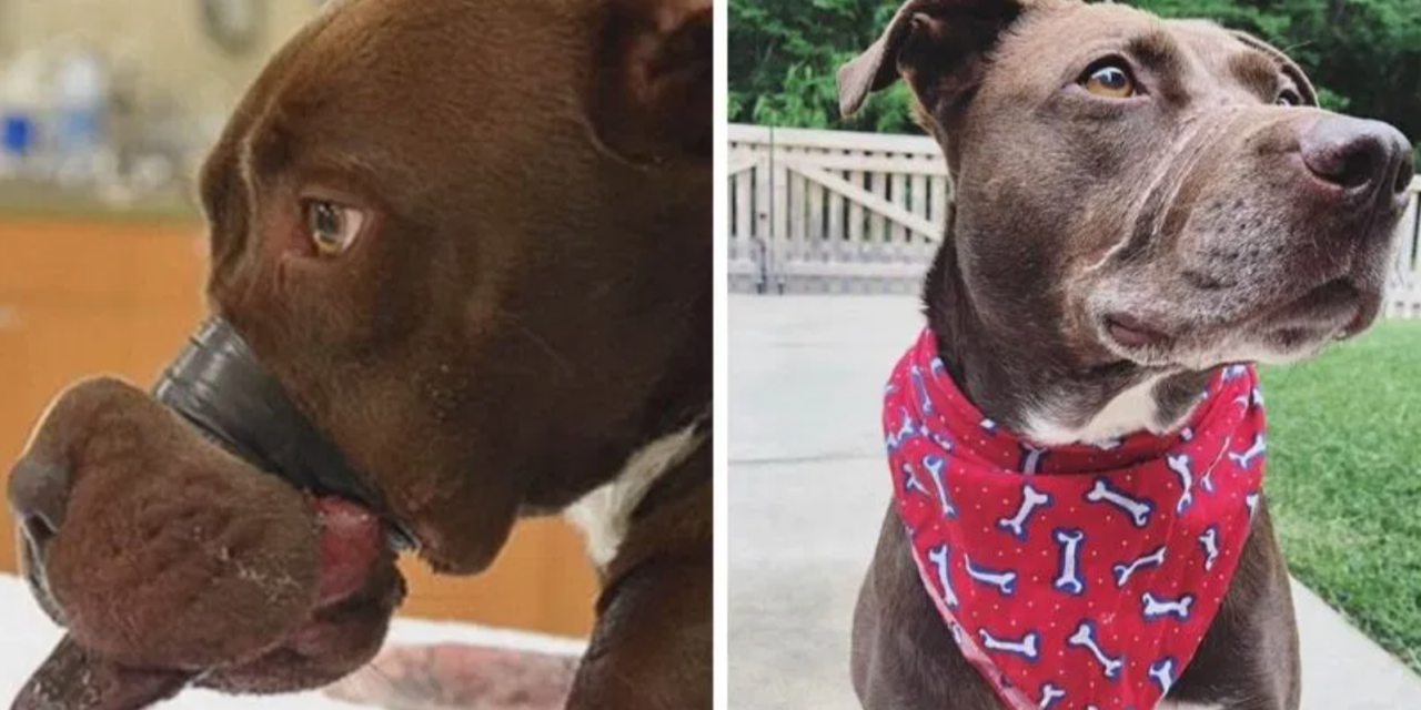 Caitlyn The Dog Rescued After Spending 5 Years With Her Mouth Tapped