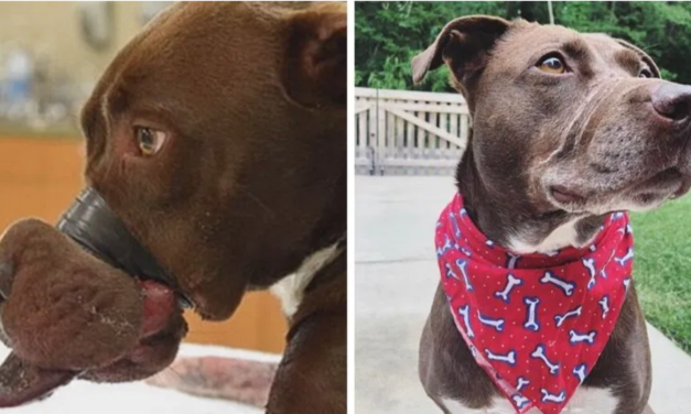 Caitlyn The Dog Rescued After Spending 5 Years With Her Mouth Tapped