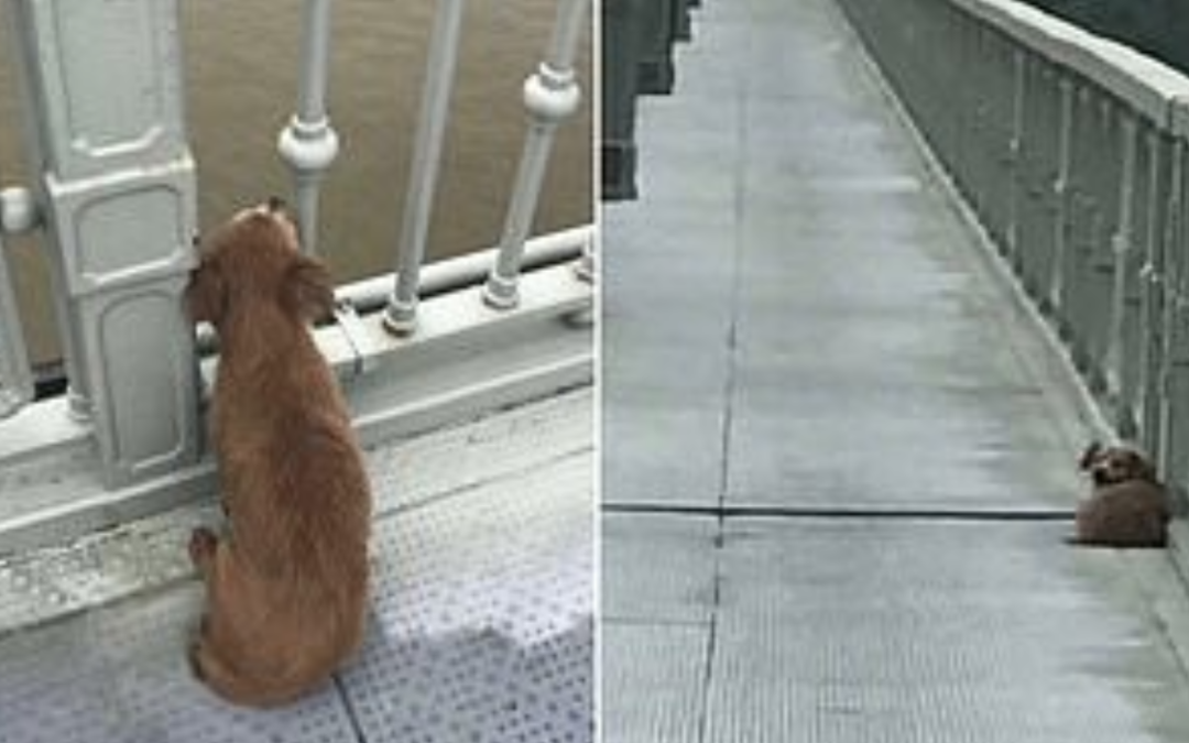 Loyal Dog Waits on a Bridge For Four Days After His Owner Jumped Into a River