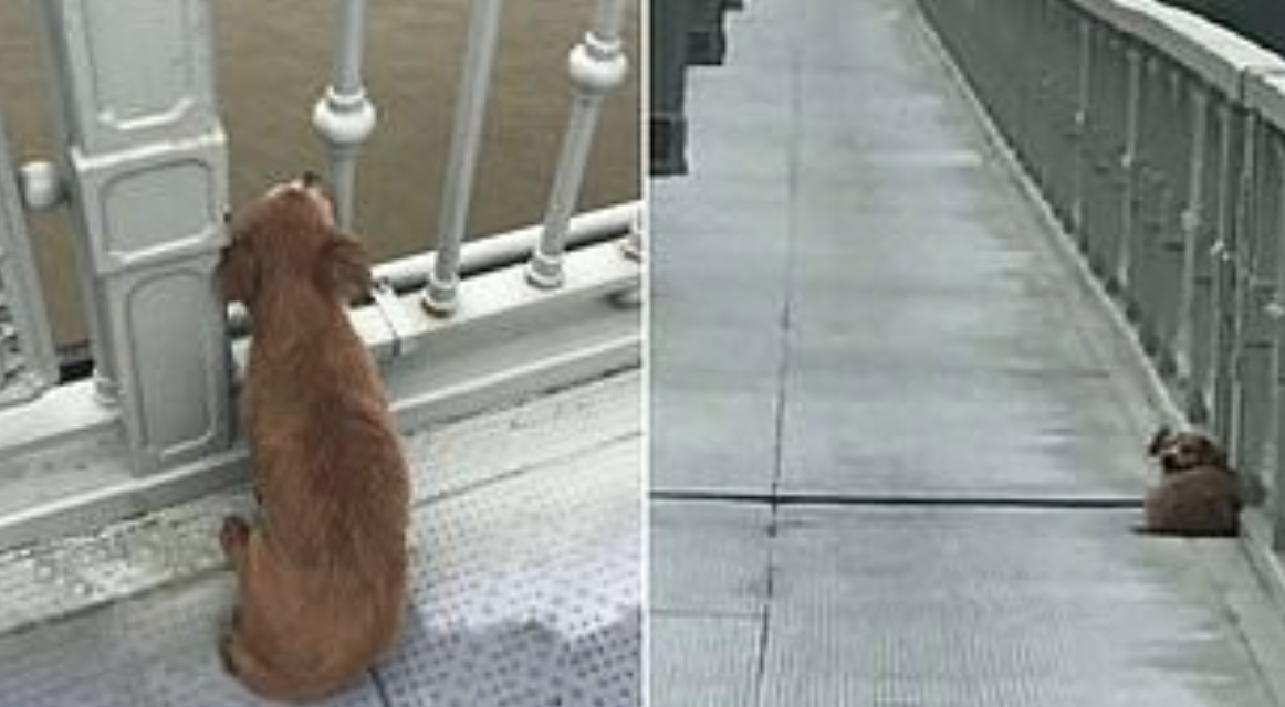 Loyal Dog Waits on a Bridge For Four Days After His Owner Jumped Into a River