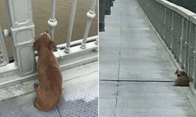 Loyal Dog Waits on a Bridge For Four Days After His Owner Jumped Into a River