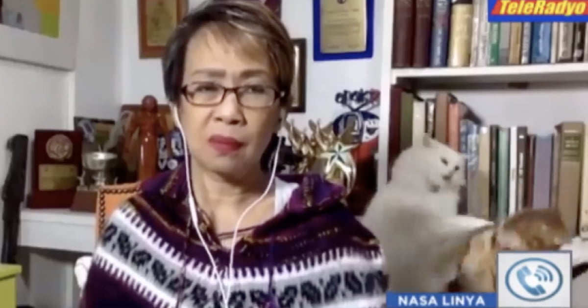 Reporter Tries To keep It Together As Cat Fight Erupts Behind Her During Live TV Interview