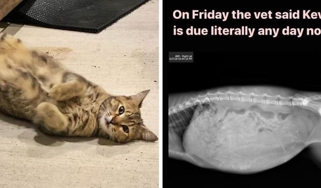 Woman Documents Hilarious Attempts To Take Care Of Stray Cat That Won’t Stop Visiting Her