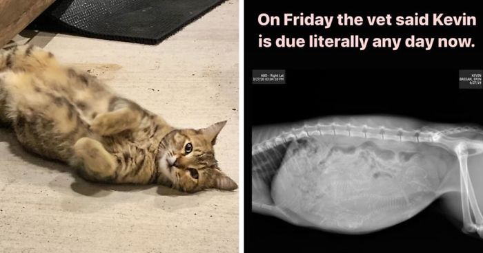 Woman Documents Hilarious Attempts To Take Care Of Stray Cat That Won’t Stop Visiting Her