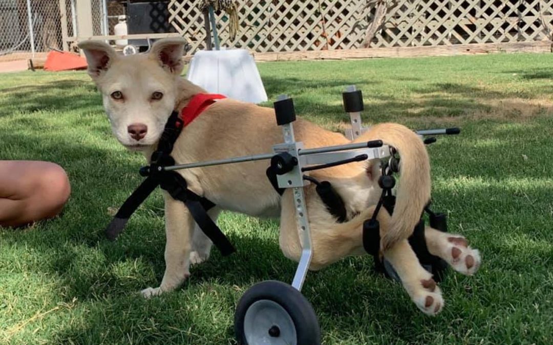 A Puppy Was Shot With Pellet Gun, Caretaker Hopes It Will Walk Again After Surgery