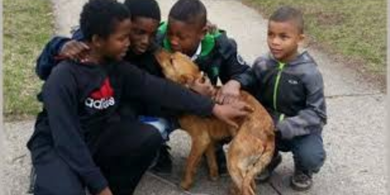 Four Boys Save Skinny Abandoned Dog Tied With Bungee Cords