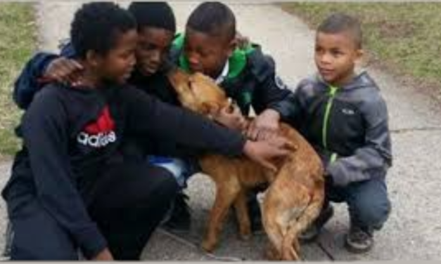 Four Boys Save Skinny Abandoned Dog Tied With Bungee Cords