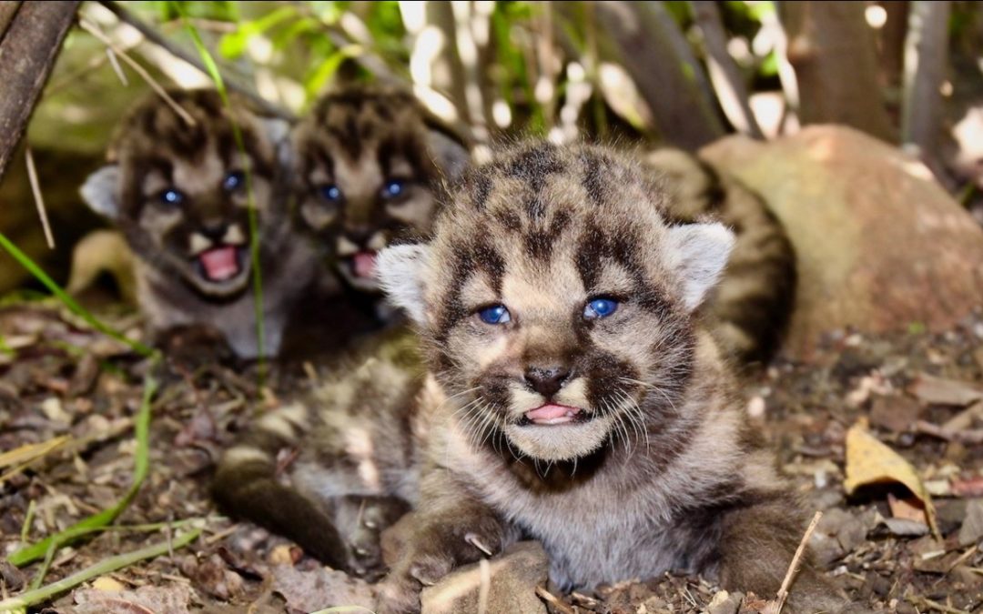Three Mountain Lion Cubs Born In Santa Monica Mountains