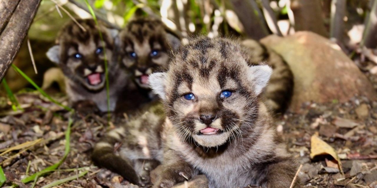 Three Mountain Lion Cubs Born In Santa Monica Mountains