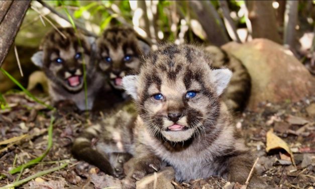 Three Mountain Lion Cubs Born In Santa Monica Mountains