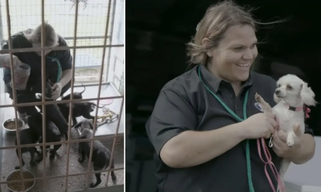 A Woman Decides To Take Over Animal Shelter And Reduces Euthanasia Rates To Zero
