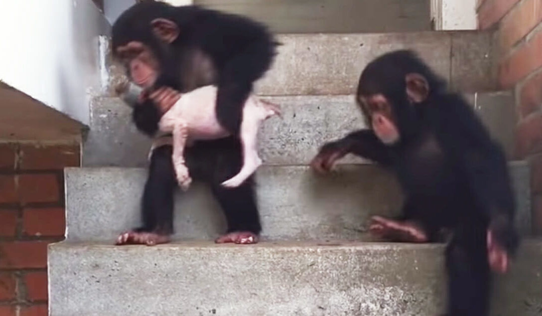 Loving Chimpanzees Bring Dying Puppy Back To Life