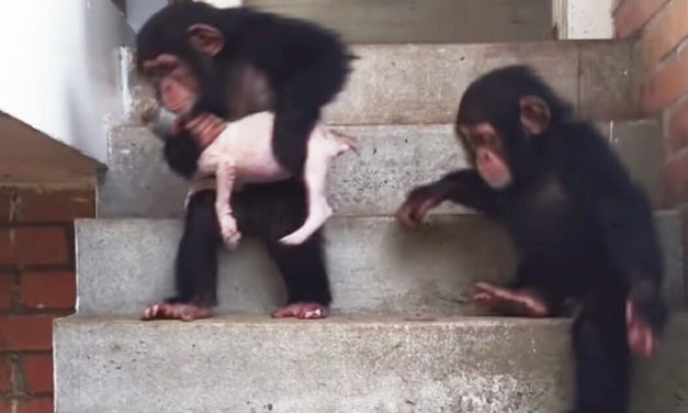 Loving Chimpanzees Bring Dying Puppy Back To Life