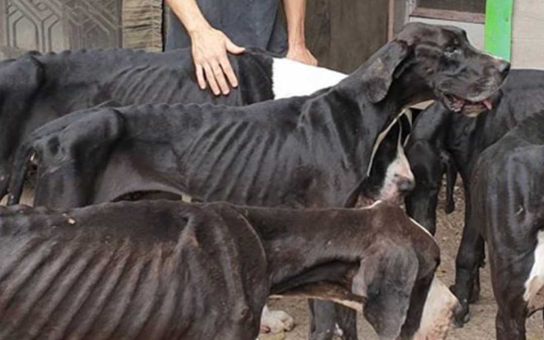 The Owners Abandoned Their Breeding Farm, Leaving These Dogs To Starve