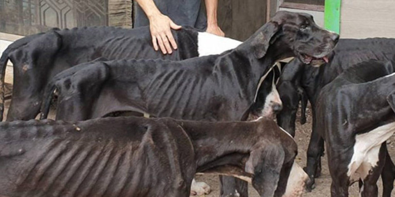 The Owners Abandoned Their Breeding Farm, Leaving These Dogs To Starve