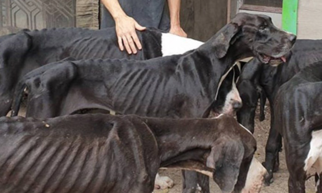 The Owners Abandoned Their Breeding Farm, Leaving These Dogs To Starve
