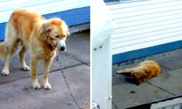 Neglected And Abused Dog Saved By Neighbors Who Break In Owner’s Yard