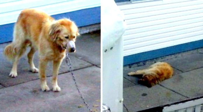 Neglected And Abused Dog Saved By Neighbors Who Break In Owner’s Yard