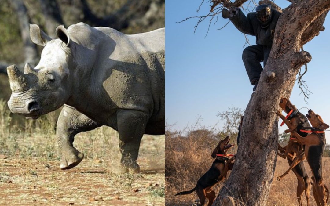A Pack of Dogs Trained To Protect Wildlife Saves 45 Rhinos From Poachers