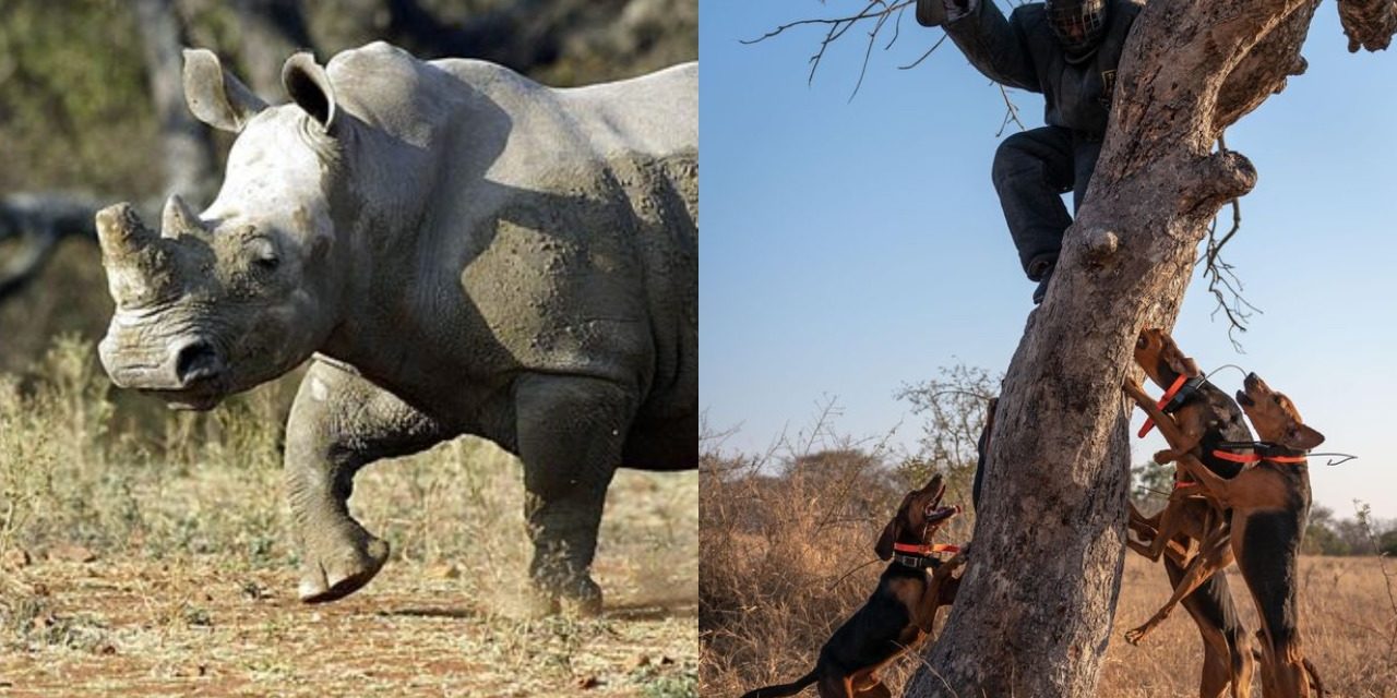 A Pack of Dogs Trained To Protect Wildlife Saves 45 Rhinos From Poachers