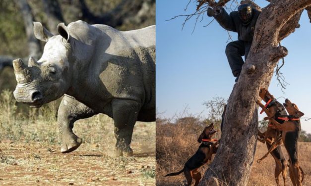 A Pack of Dogs Trained To Protect Wildlife Saves 45 Rhinos From Poachers