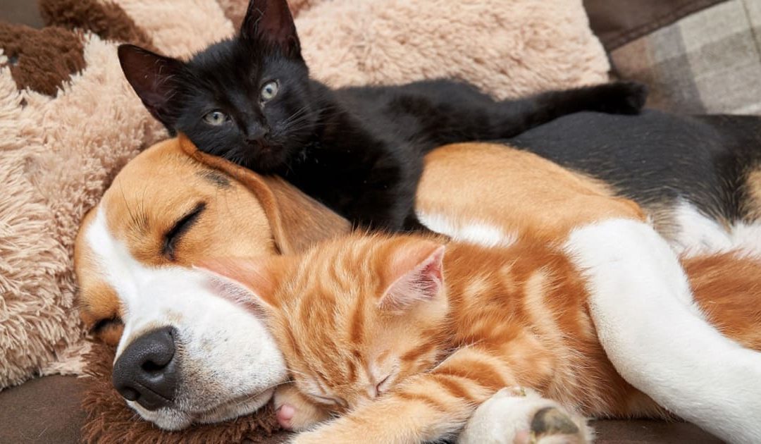 Beagle Becomes Surrogate Mom Of 2 Kittens And Nurses Them Like Her Own Babies