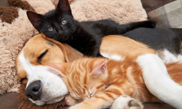 Beagle Becomes Surrogate Mom Of 2 Kittens And Nurses Them Like Her Own Babies