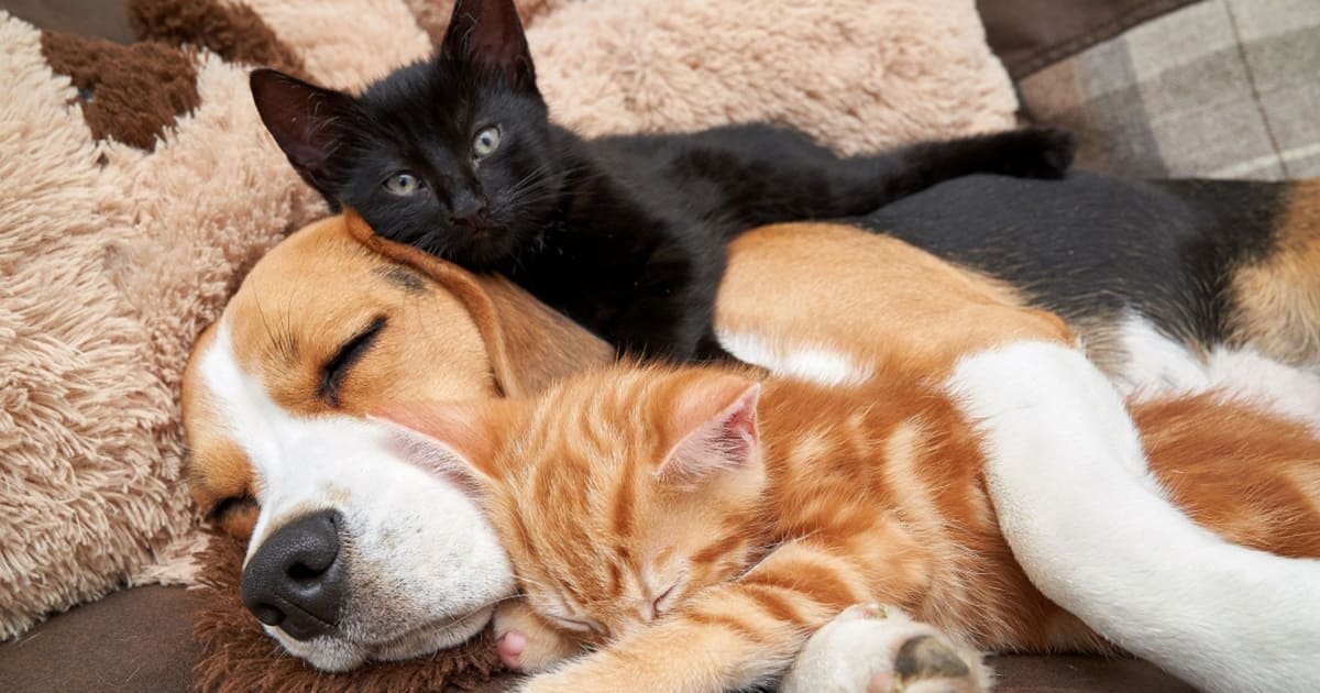 Beagle Becomes Surrogate Mom Of 2 Kittens And Nurses Them Like Her Own Babies