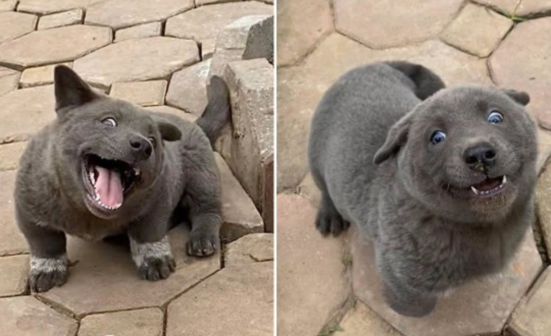 This puppy looks like a cat and we are obsessed