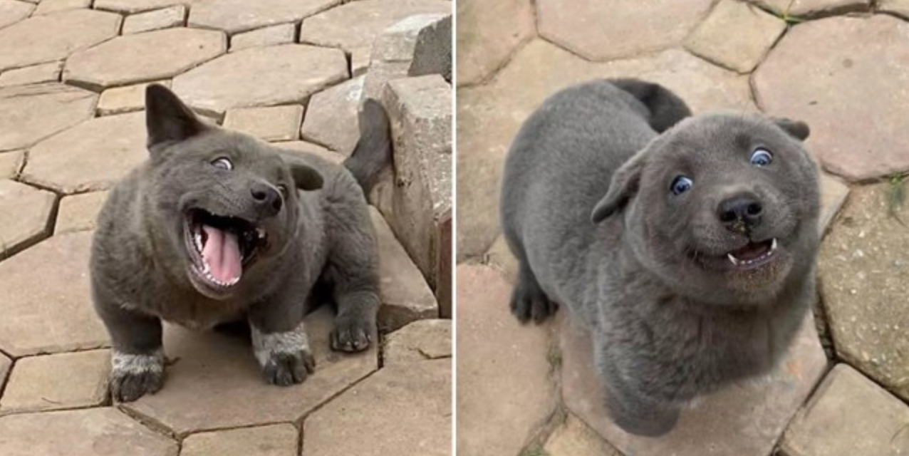 This puppy looks like a cat and we are obsessed