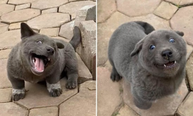 This puppy looks like a cat and we are obsessed