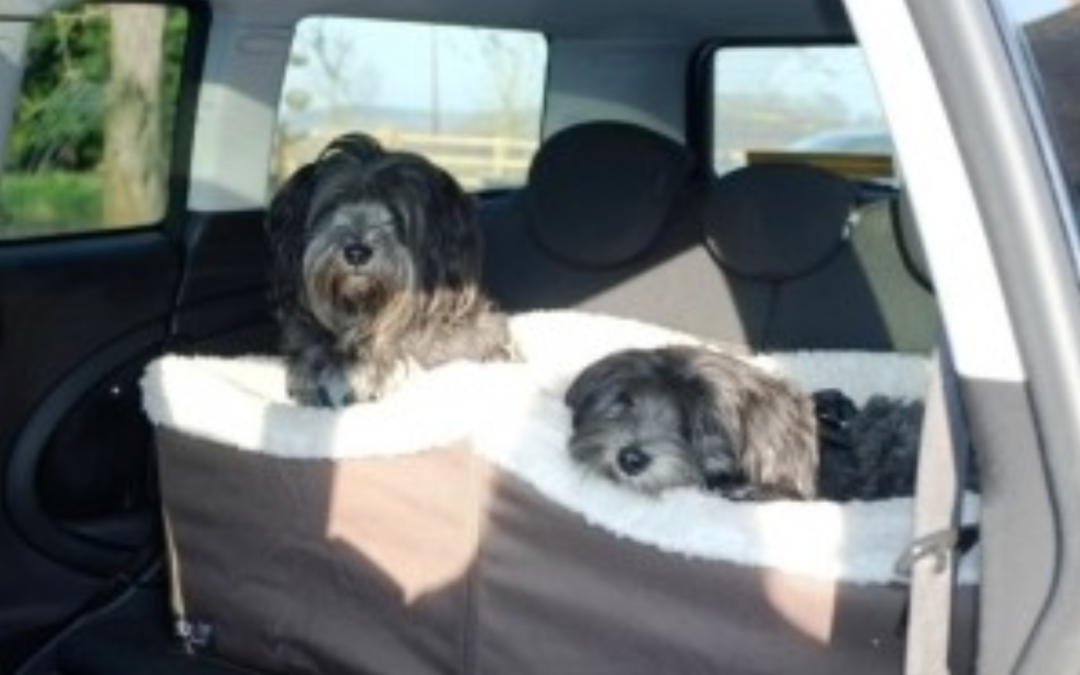 2 Dogs Found Dead In Hot Car While Owner Was In Dog Training Class