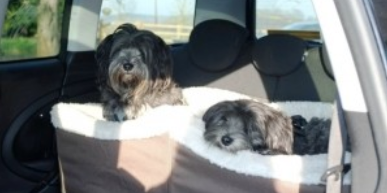 2 Dogs Found Dead In Hot Car While Owner Was In Dog Training Class