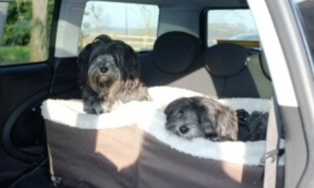 2 Dogs Found Dead In Hot Car While Owner Was In Dog Training Class