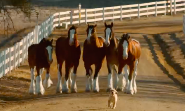 Budweiser Clydesdales Reunite With Furry Friend In An Adorable New Commercial