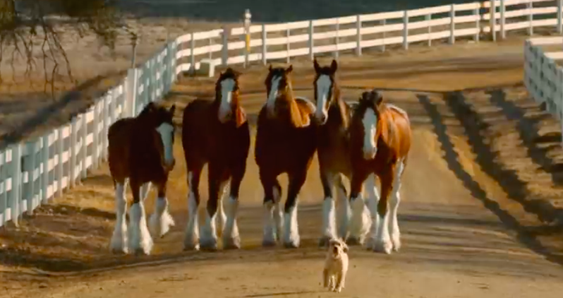 Budweiser Clydesdales Reunite With Furry Friend In An Adorable New Commercial