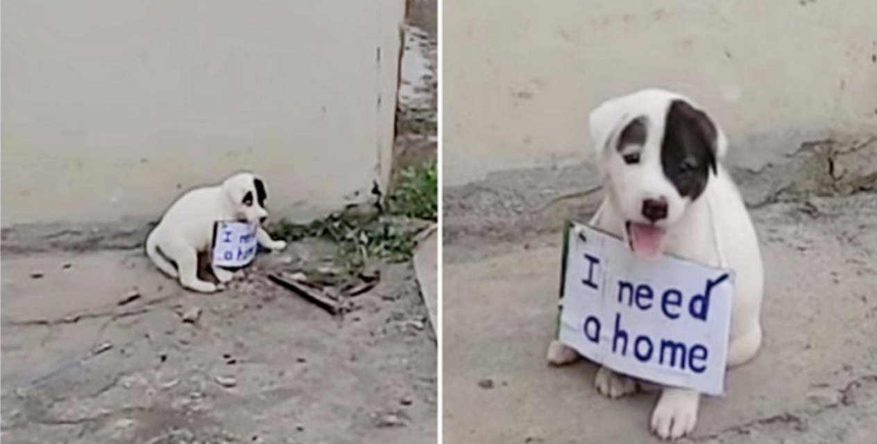 Vulnerable Puppy Alone on Vacant Street With a Sign On His Little Neck